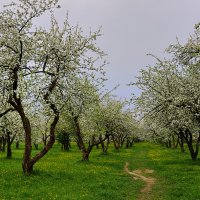 *** :: Владимир Фроликов