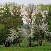 *** :: Владимир Фроликов