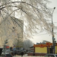 Дерево в белом уборе :: Григорий Азатян