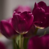 tulip :: xmЬIr krooGl0W