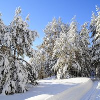 Зимний лес :: levonchik stepanyan