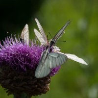 бабочки :: Сергей Иванов