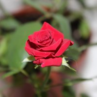 прекрасная роза :: Светлана 