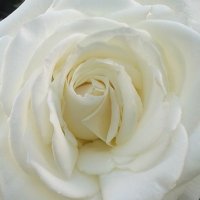 белая роза :: Ольга 