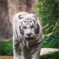 Тигр бенгальский (Panthera tigris bengalensis). :: Дарья Даркина
