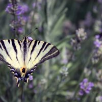 Iphiclides podalirius — Парусник Подалирий :: Ольга Головчанская