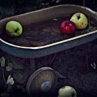 яблочки! :: Руслан Алимов