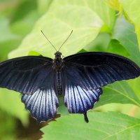 Бабочка :: Ольга Давыдова