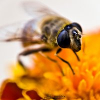 пчел-трутень :: Олег Кагадий