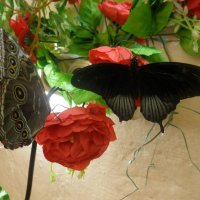 выставка бабочек :: Валерия Яскович