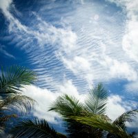 Небо и пальмы :: Alexander Antonov
