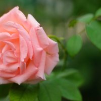 роза в саду :: Наталья М
