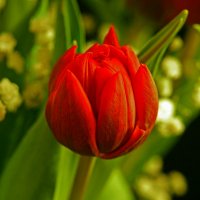 Красный тюльпан :: Lena Li