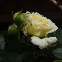 Прелестная белая роза :: Дарья Яковлева