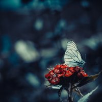 Бабочка :: Сергей Потлов