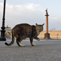 подайте коту Базилио на пропитание :: равил митюков