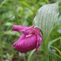 Орхидея - Венерин башмачок крупноцветковый :: Игорь Егоров