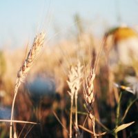 Пшениця :: Vitalik Babich