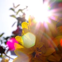 Солнечный цветок :: Дарья Яковлева