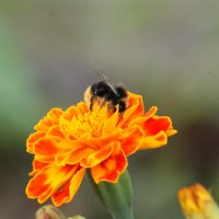 Сидела на цветке пчела :: Джастина Голополосова