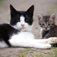 Кошка и котенок :: Джастина Голополосова