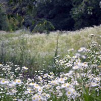 chamomile :: Anastasia Pavlyukovskaya