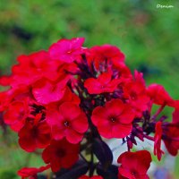 Flowers :: Дарья Симонова