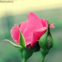 роза :: Polina Kostryukova