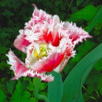 Махровый тюльпан. :: Ольга Бузунова