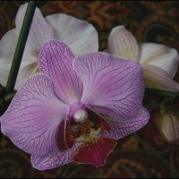 Орхидея 1 :: Ирина Емельянова