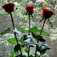 Три розы :: Иосиф Короткий