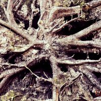 огромный древесный корень :: Евгения Мартынова