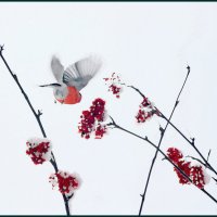 Полёт снегиря :: Валерий Талашов