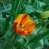 Красный тюльпан. :: Зоя Чария