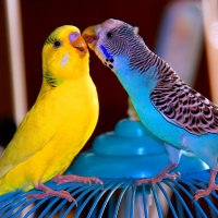 Мой попугай Ромка с Любимкой. :: Штрек Надежда 