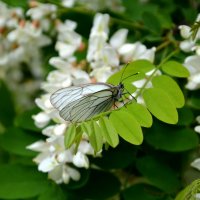 Бабочка боярышница на цветке белой акации :: Ольга Кирсанова