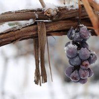 Зимний виноград :: Михаил 