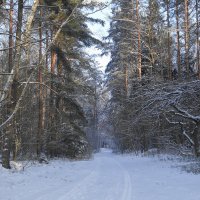 В зимнем лесу :: Маргарита Батырева