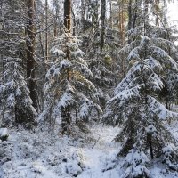 В зимнем лесу :: Маргарита Батырева