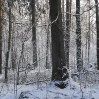 В зимнем лесу :: Маргарита Батырева