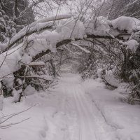 Снегопад в Подмосковье :: Владимир Брагилевский