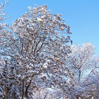 Зима в нашем парке :: super-krokus.tur ( Наталья )