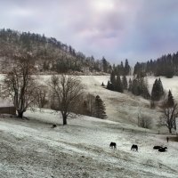 Зима в Юрских горах :: Elena Wymann