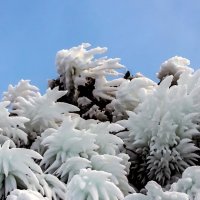 Ледяные хризантемы на острове Огой. :: Татьяна Дубровина