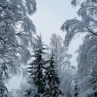 кудесница зима :: Светлана Петошина
