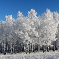 Белый лес. :: nadyasilyuk Вознюк