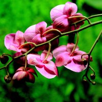 орхидея 3 :: Alexey Bobrovskiy