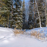 Зимний лес. :: Олег Бабурин