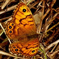 про рыжих бабочек  3 :: Александр Прокудин