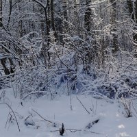 В зимнем лесу :: Маргарита Батырева